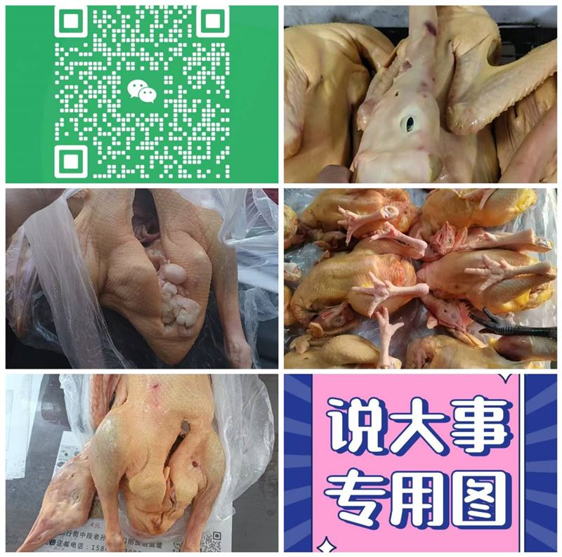 農村笨大鵝小雞