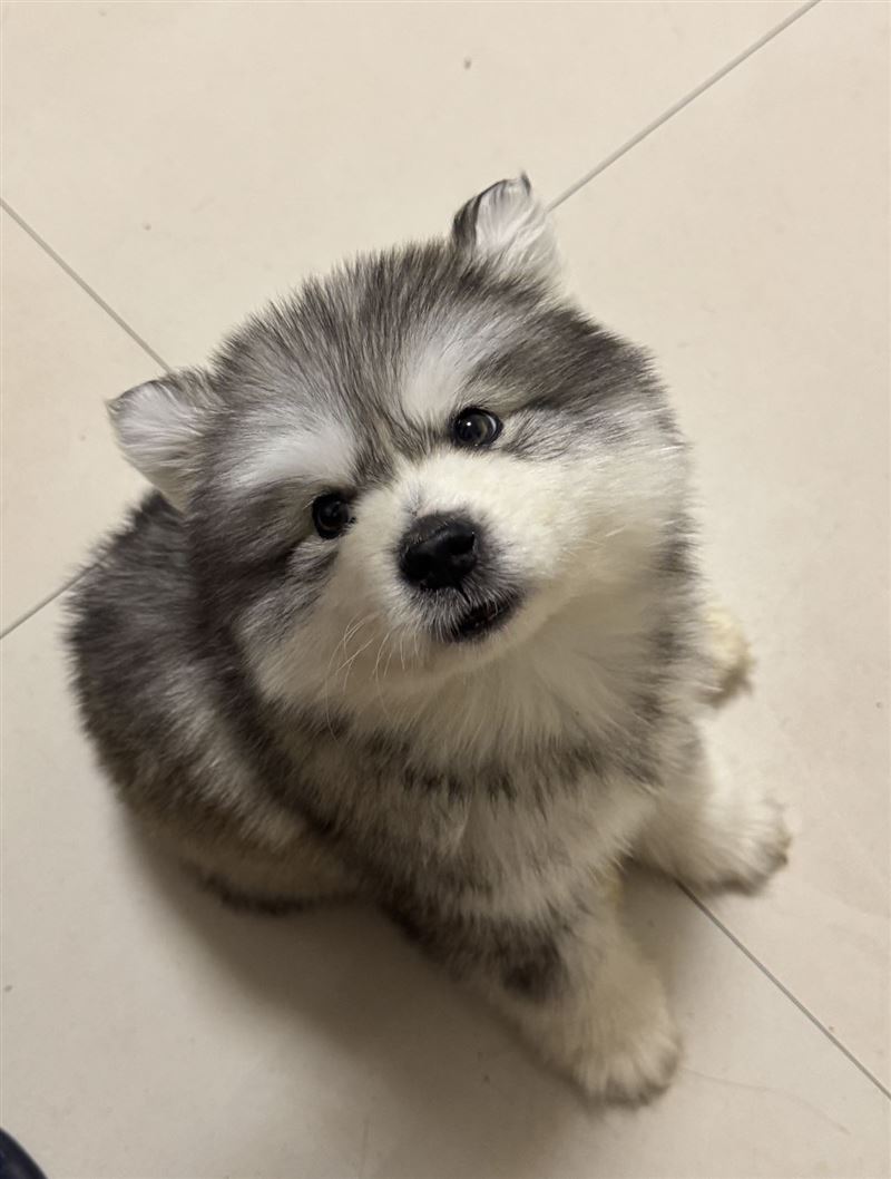 阿拉斯加灰桃弟弟